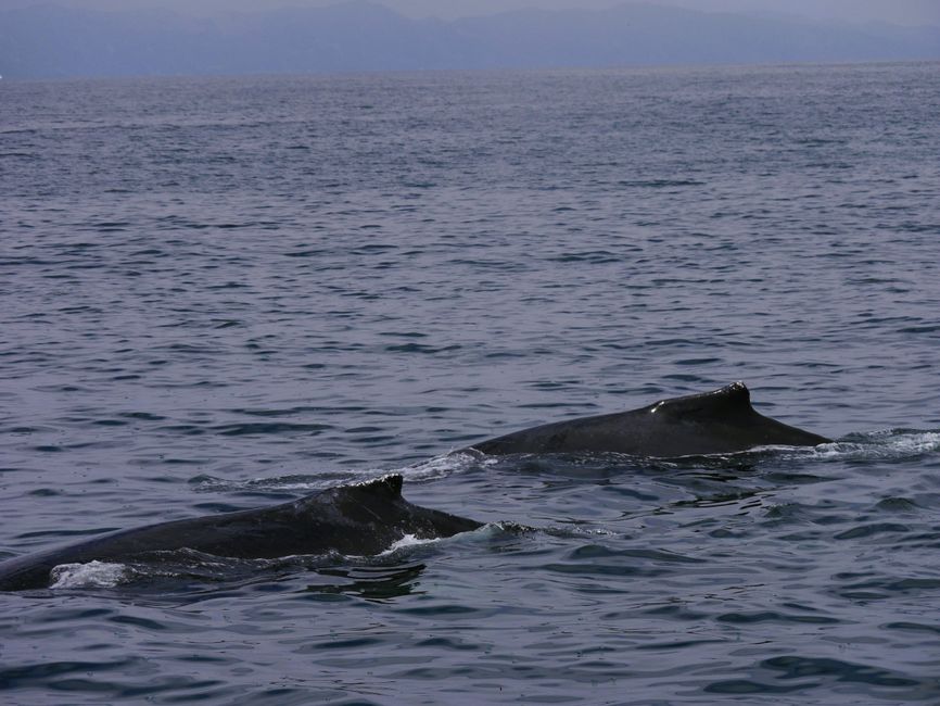 Excursión de avistamiento de ballenas