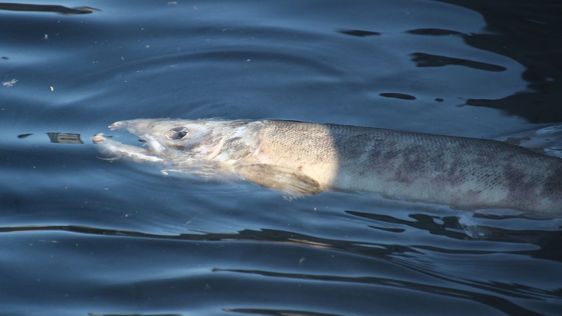 Toter Lachs im Hafen