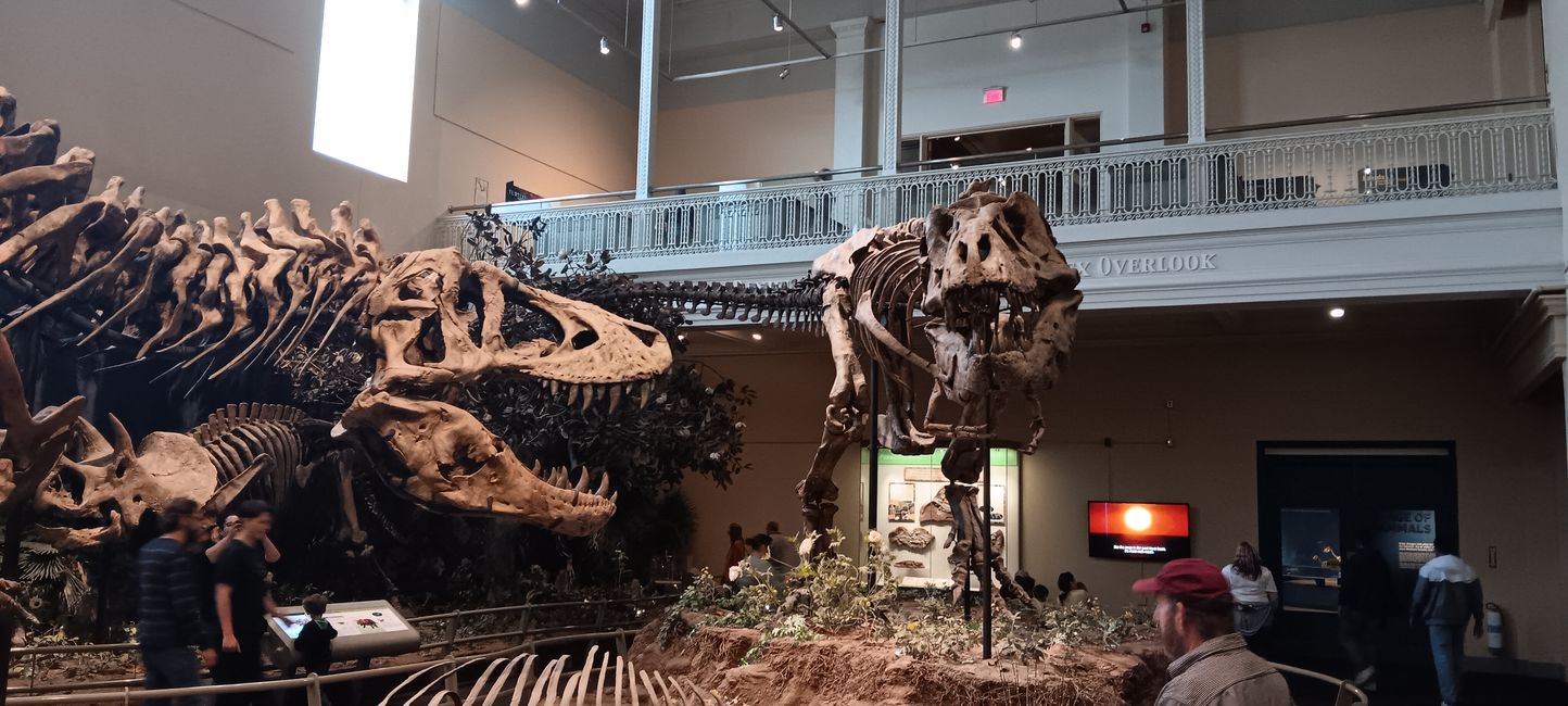 Museum of Natural History I