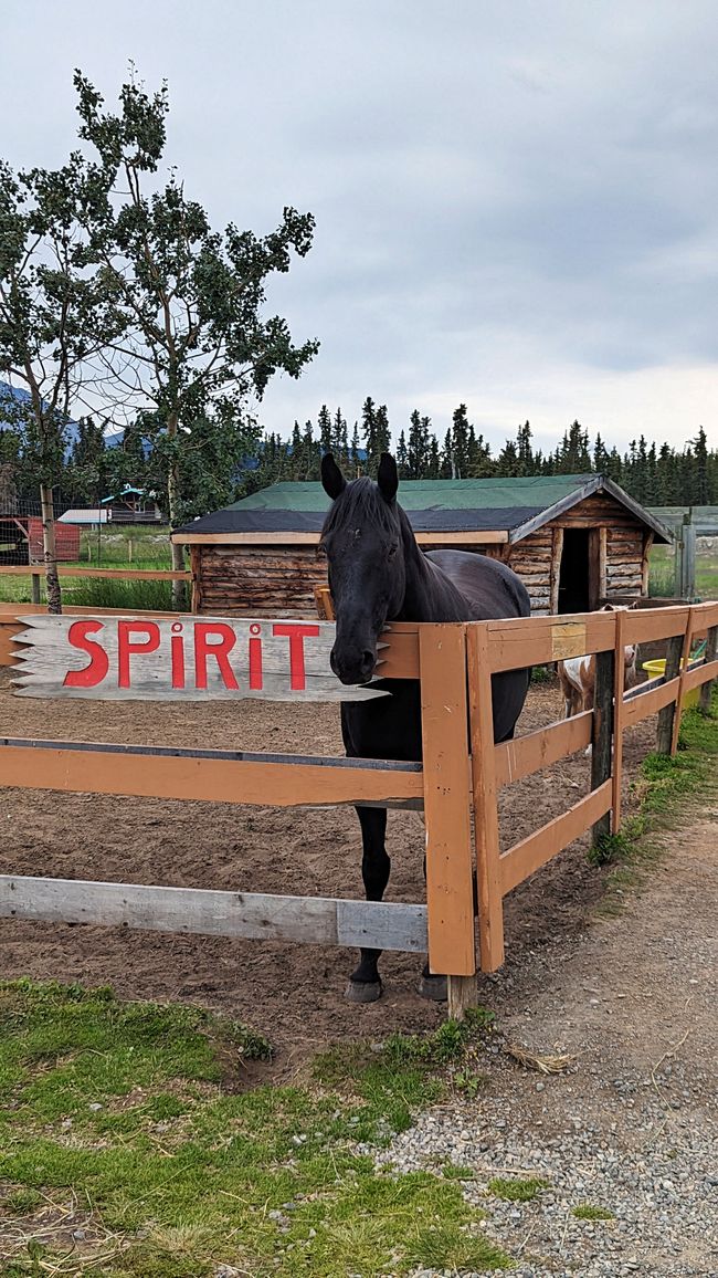 Day 21: Around Whitehorse: Husky Puppies, Emerald Lake & the smallest desert in the world