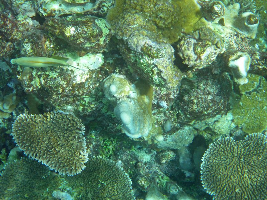 Waiag, Raja Ampat, Indonesia