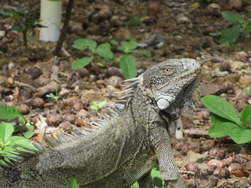 Iguane