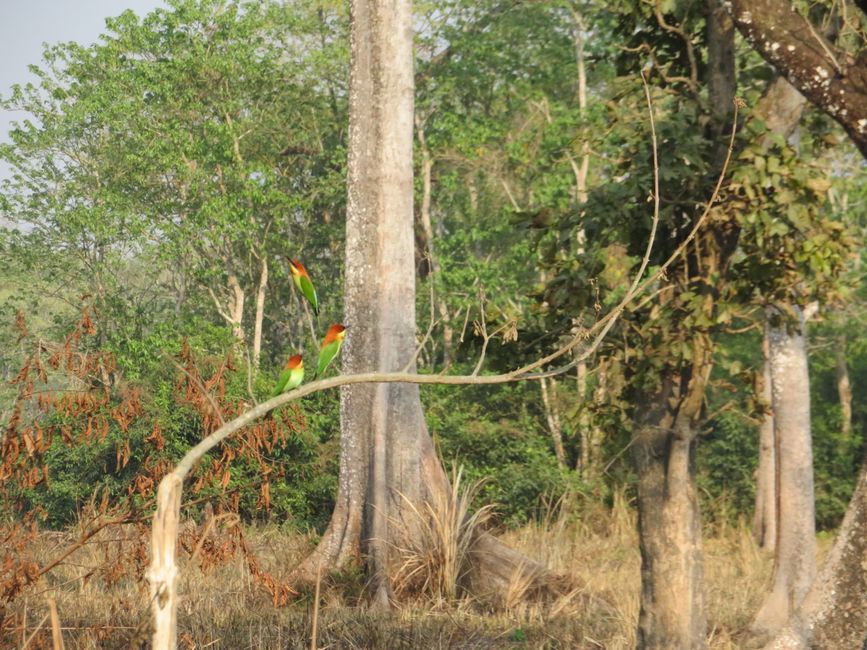 One of the 450 species of birds in Chitwan National Park.