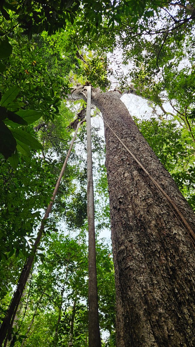 Tangkoko National Park