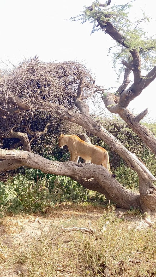 En la Serengeti - Día 1