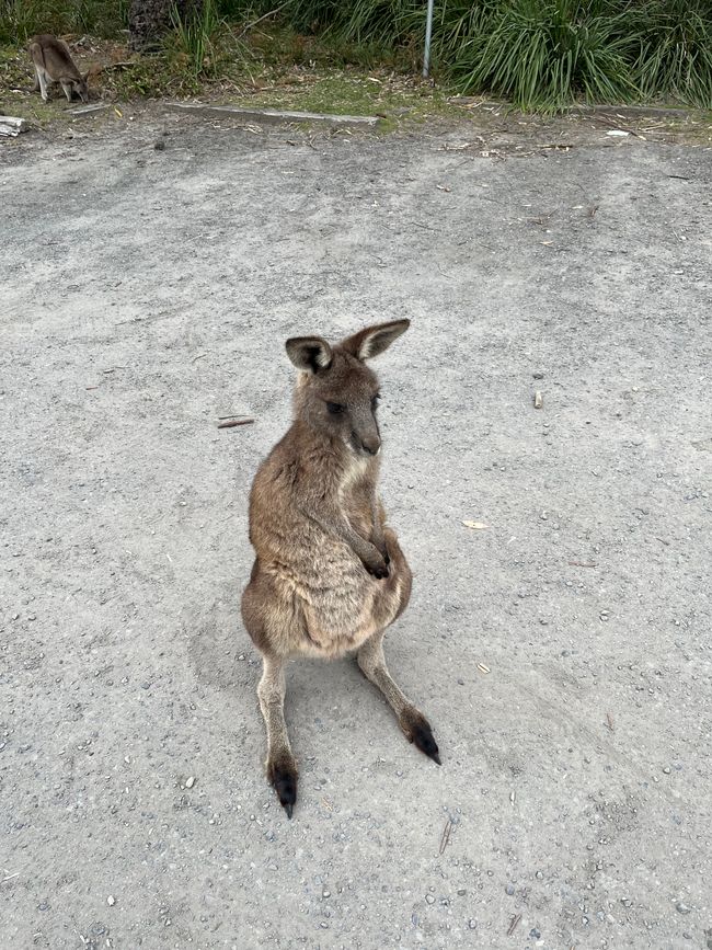 Jervis Bay