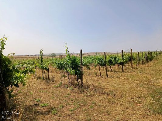 Tuscania und Wein
Mein Schiff Relax
11. Juni - 20. Juni 2025