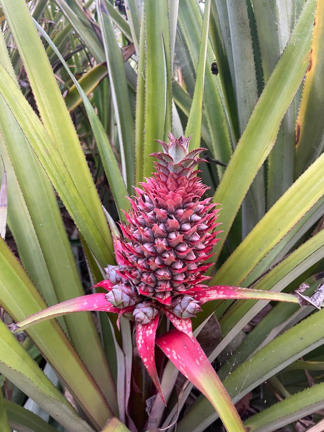 Étiquette 9 Siladen/Tomohon