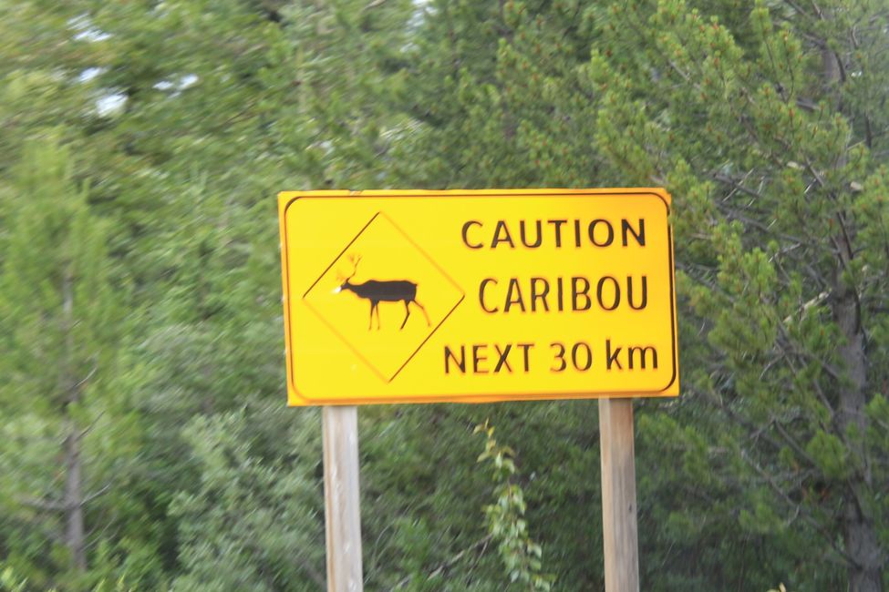 Stewart-Cassiar-Hwy - leider sehen wir keine Caribous