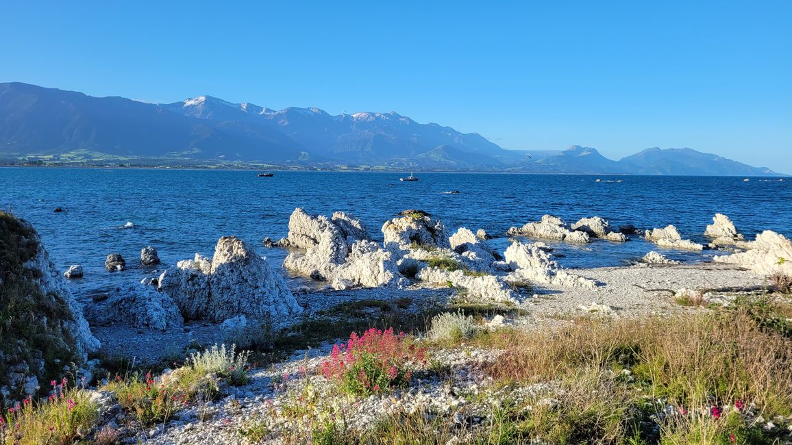 "Animal Watching" in Kaikoura – Part One