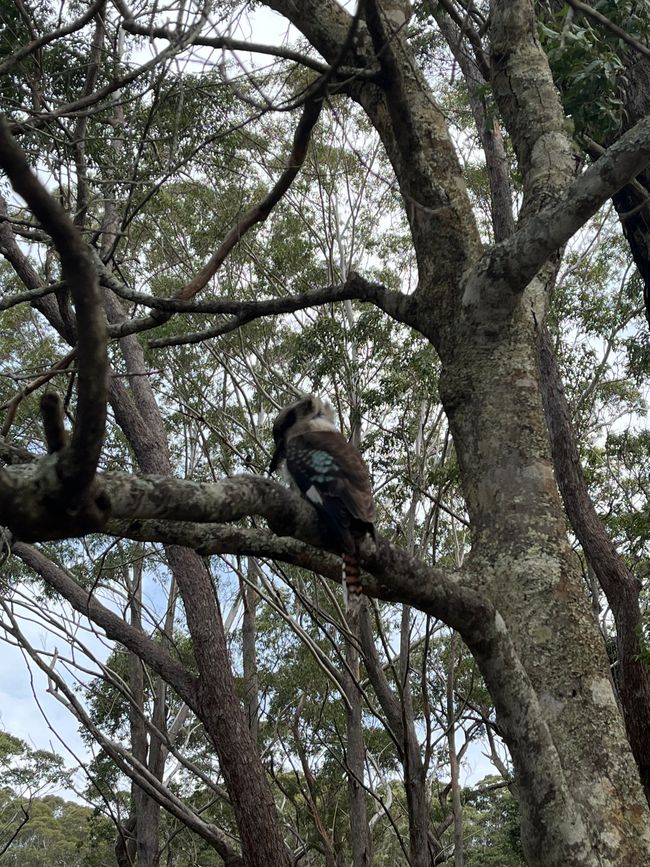 Jervis Bay