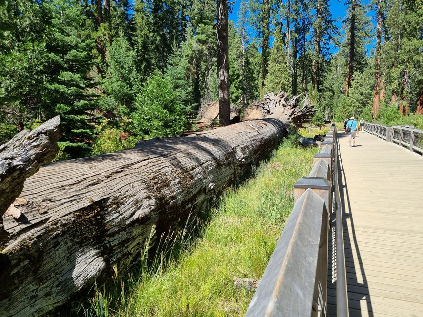 Kalifornien 2025, Tag 6, Yosemite National Park