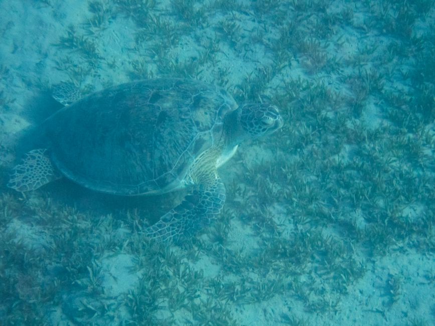 Plongée en apnée dans la Makadi Bay