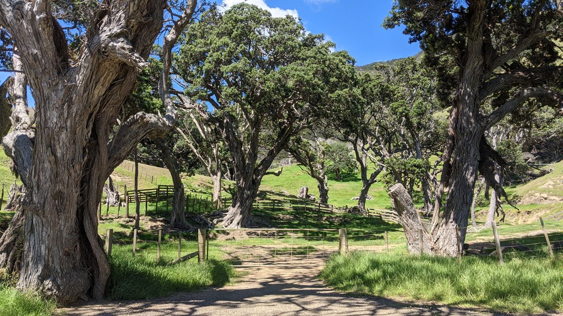 Coromandel Norte