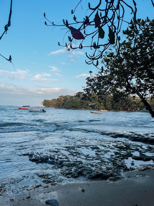 Puerto Viejo de Talamanca 🦥