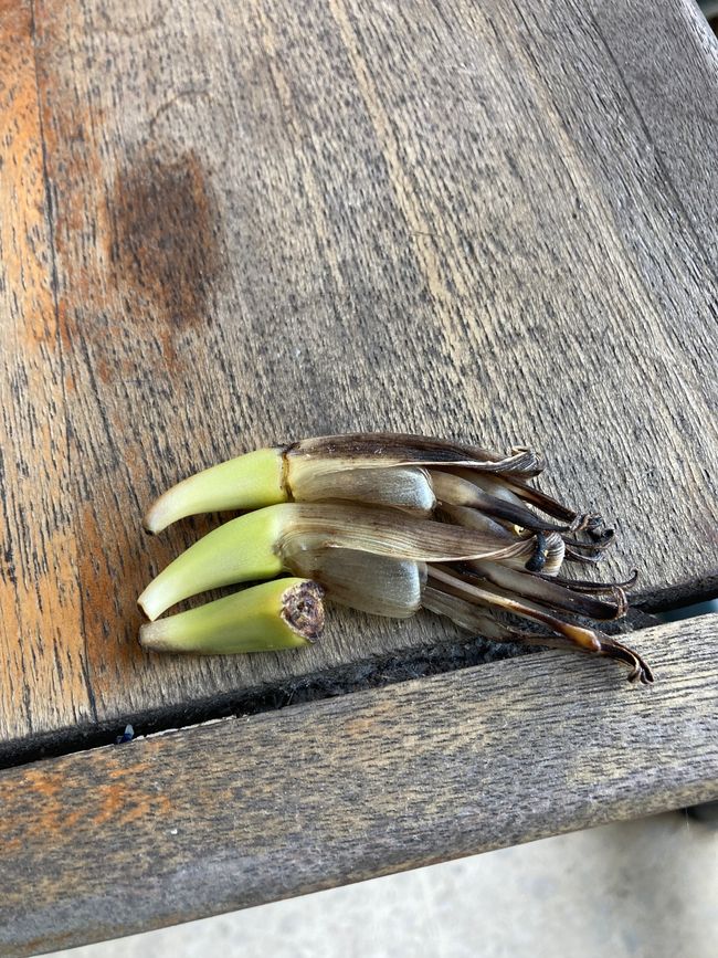 Bananenansatz, ca. 3 cm