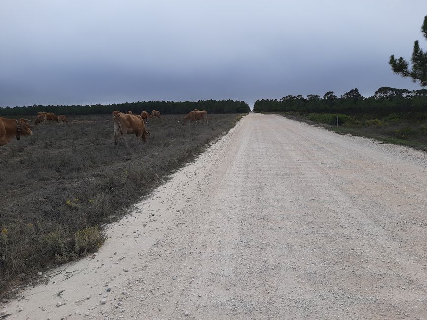 6th stage: coast, meadows and forests