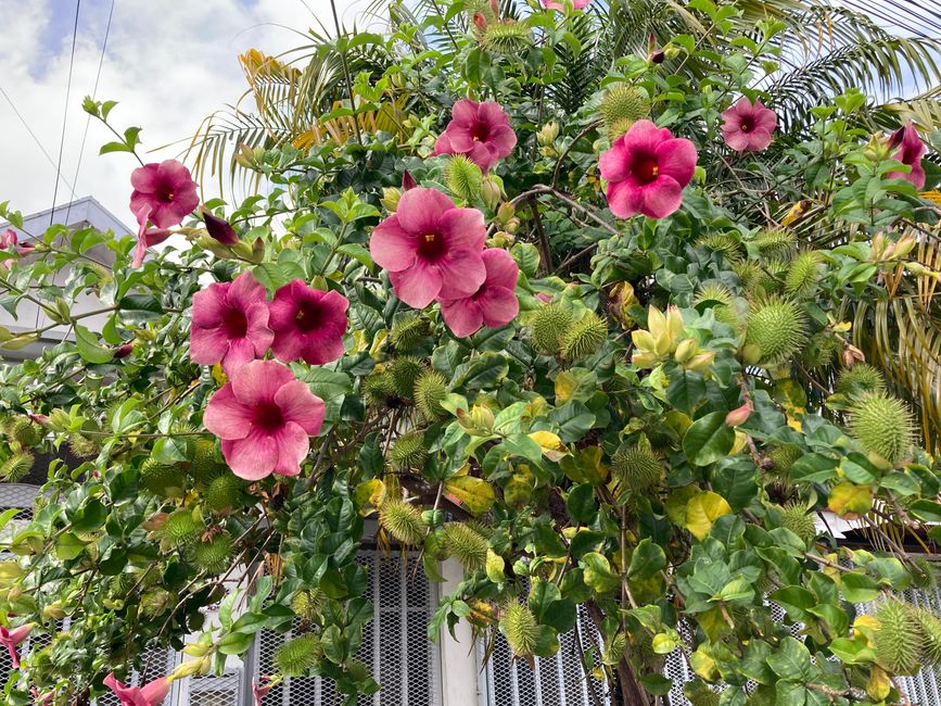 Der Radius erweitert sich langsam