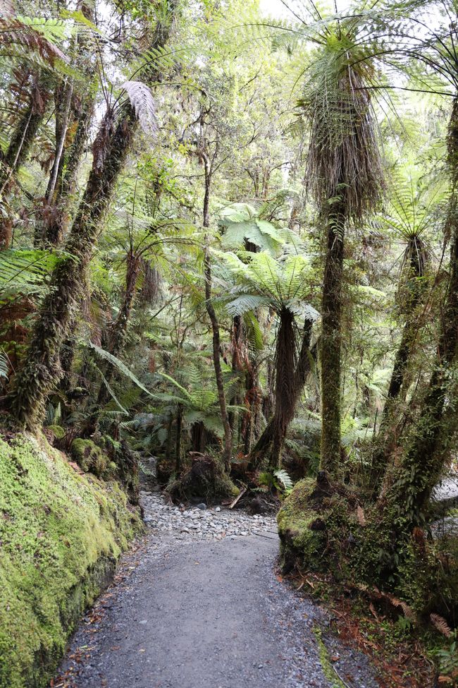 West Coast bis Jackson Bay