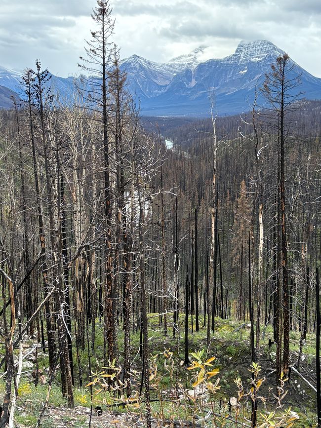 Tag 12 - 🏔️ Wasserfälle, Wetterkapriolen & Wellness – ein (fast) perfekter Tag in Jasper