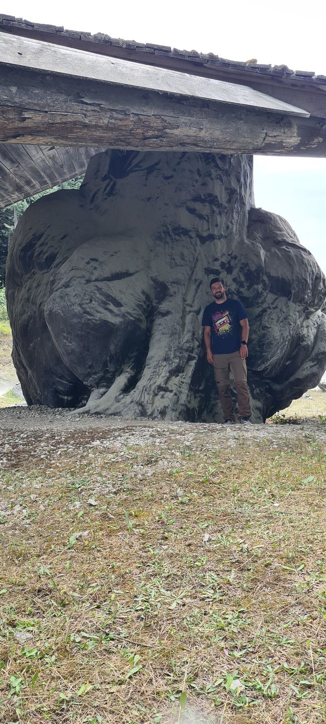 Worlds largest burl