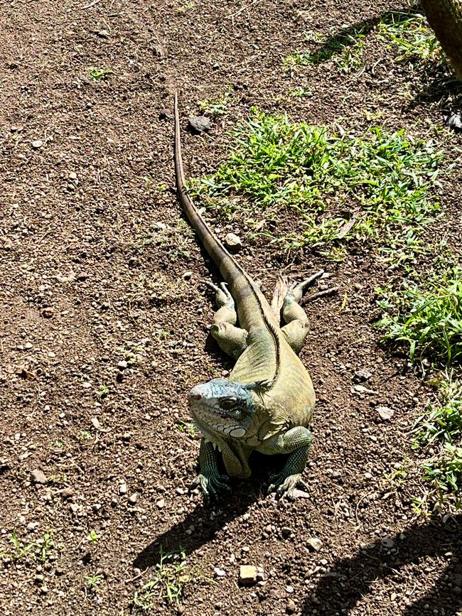 Tag 24 - Zoo von Martinique - Sainte-Marie mit Insel und Tombolo