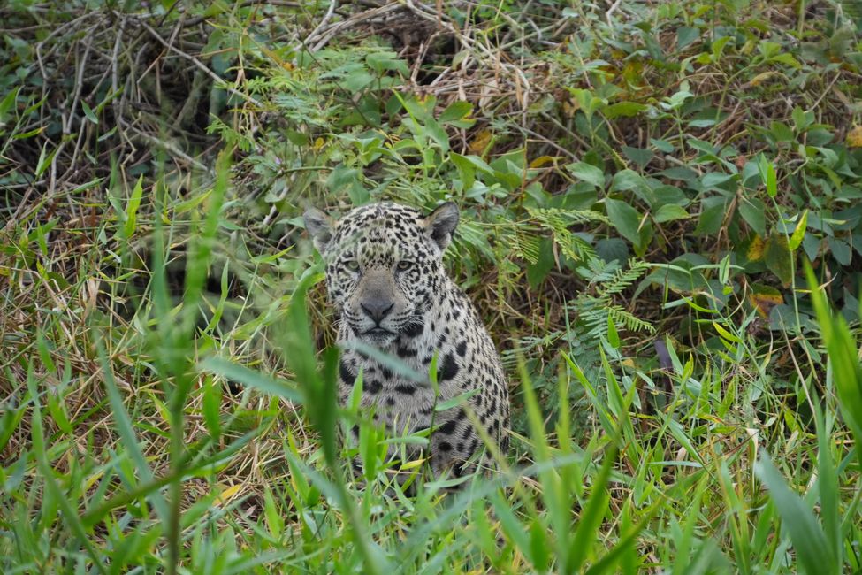 Jaguare en Porto Jofre