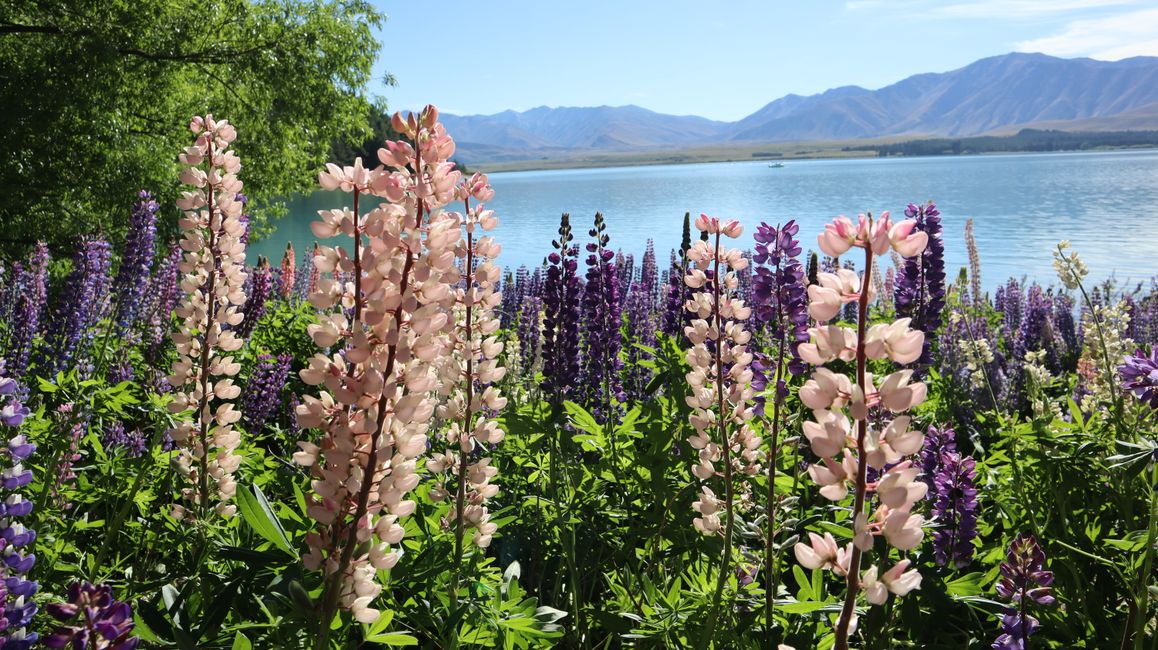 Lupins au lac Tekapo