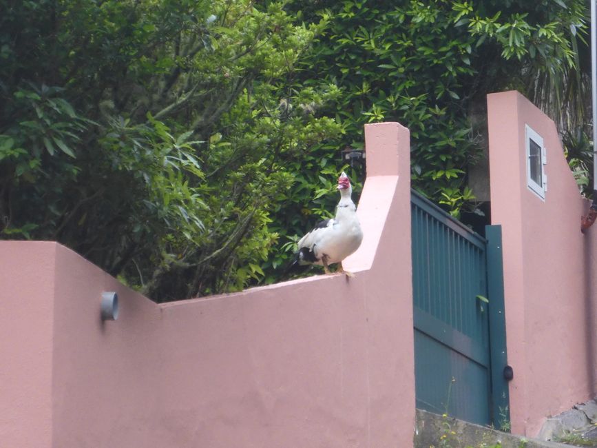 2025-07-12 Azoren, Ponta Delgada