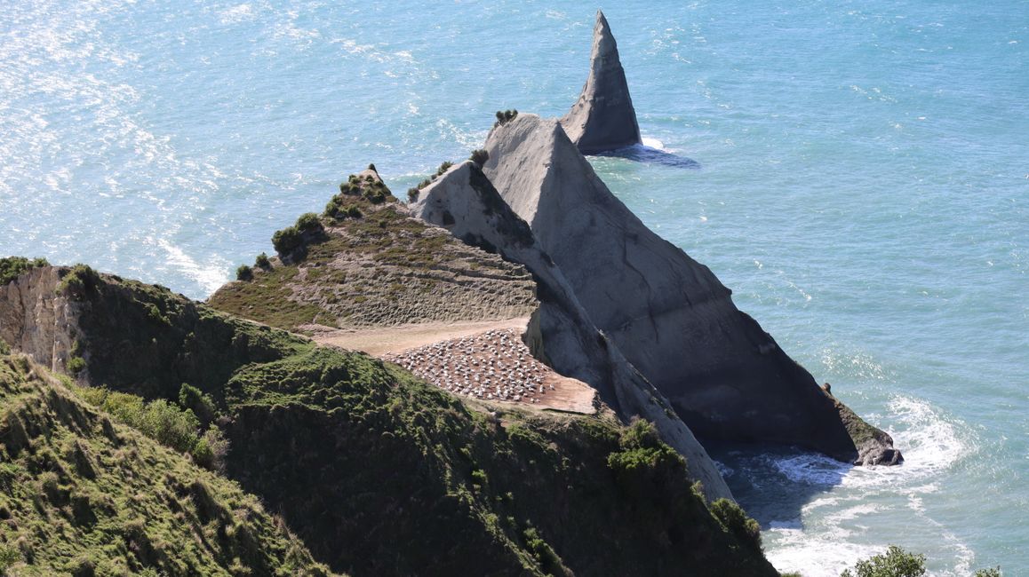 Basstölpelkolonie bei Cape Kidnappers - Spektakuläres Zuhause für mehrere tausend Tölpel