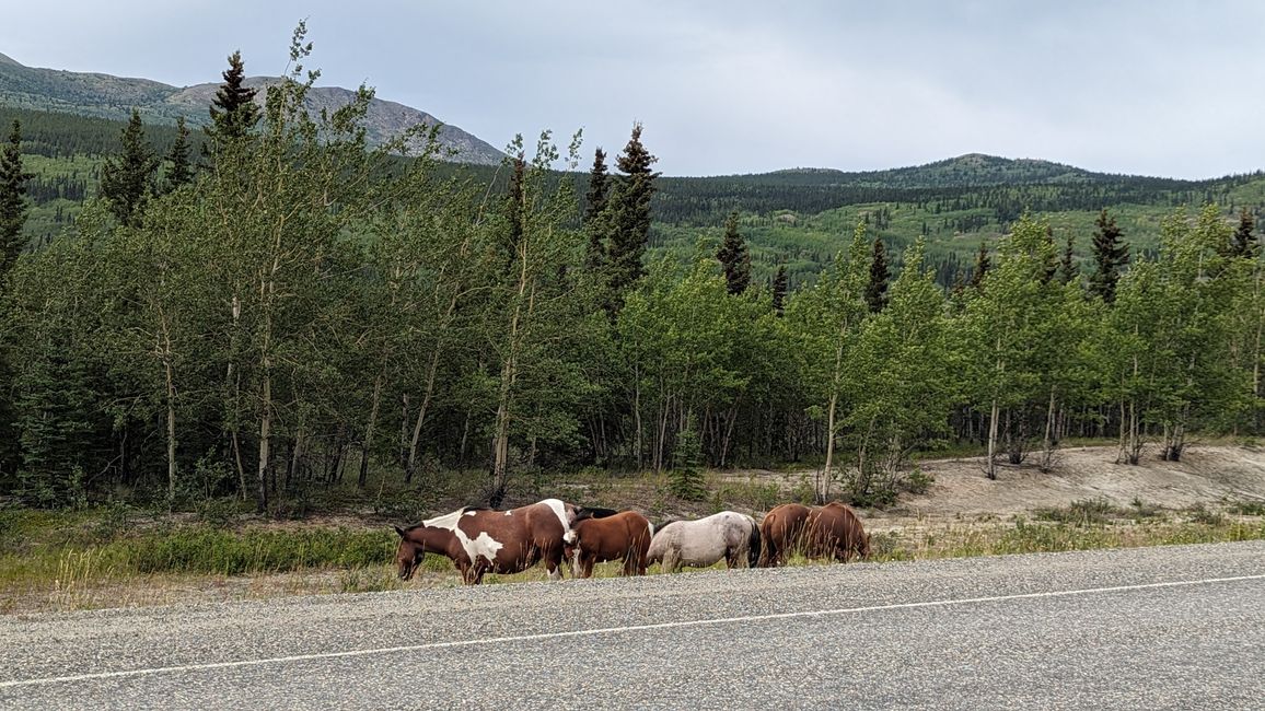 Tag 28: Kathleen Lake - Whitehorse: And Zack - there's the flat tire!