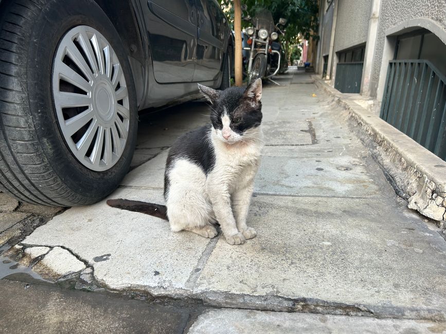 Straßekatze