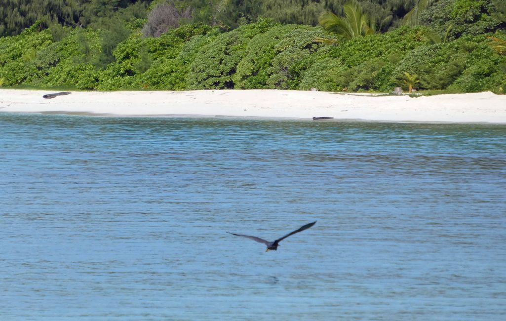 Conflict Islands