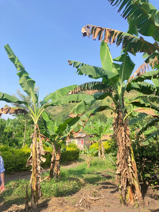 Schimpansen im Kalinzu Forest und Twin Lakes
