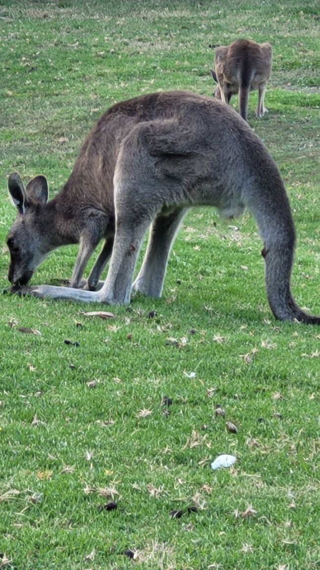 Halls Gap – Meet the Wildlife im Vorgarten