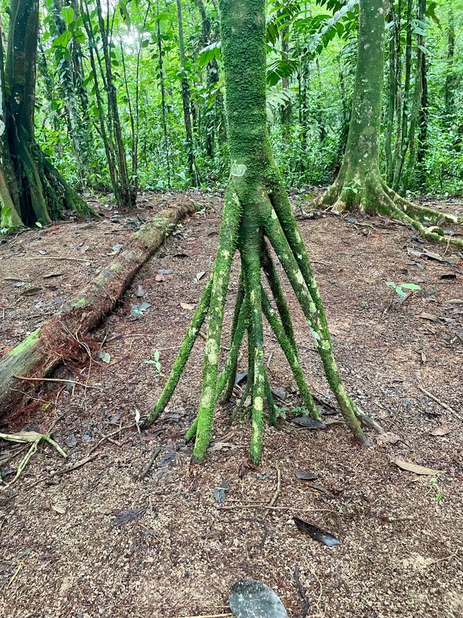 Arakari Ecolodge - Tief im Regenwald von Costa Rica