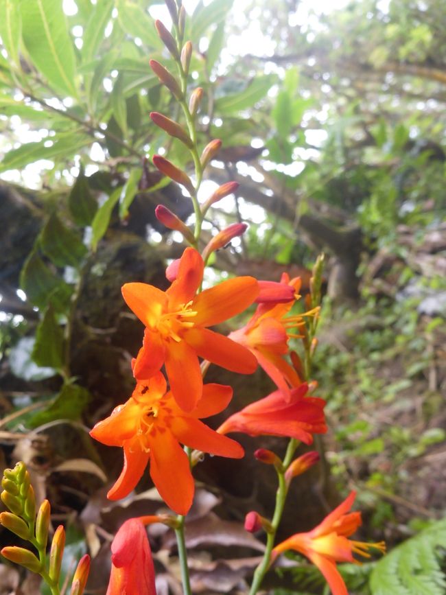 2025-07-12 Azoren, Ponta Delgada