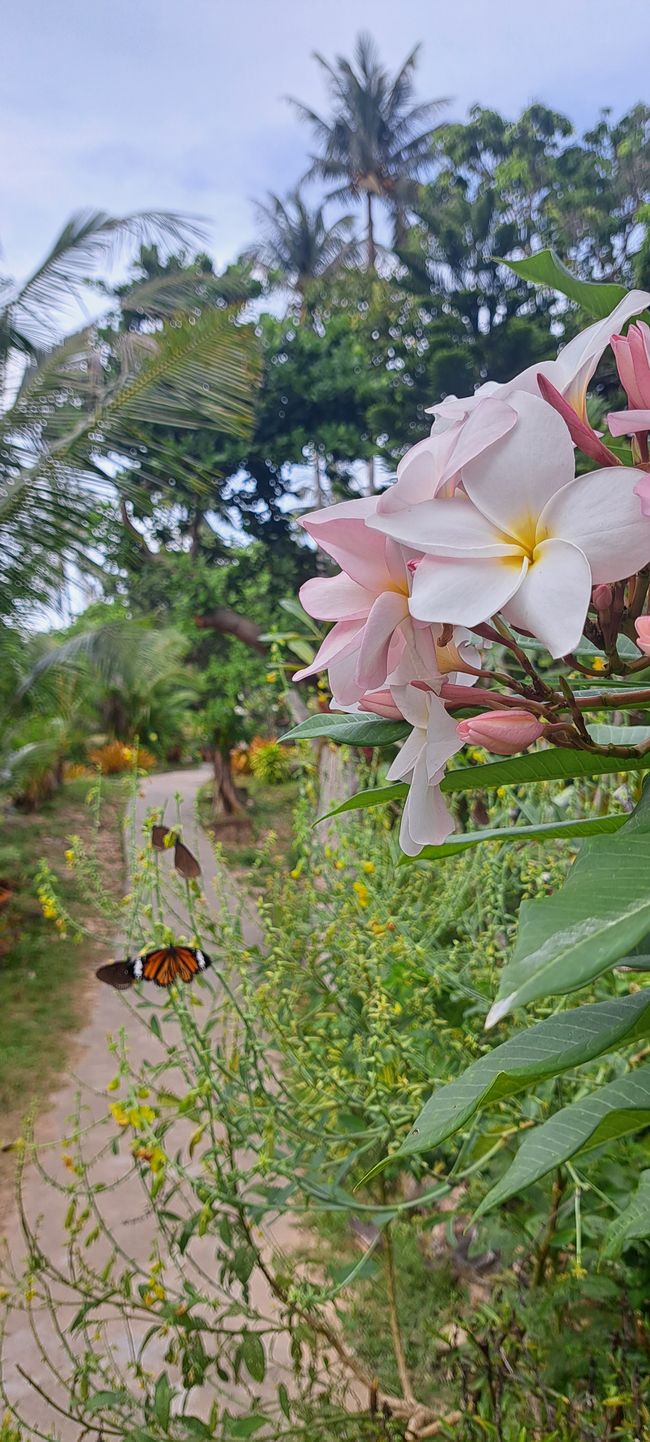 Koh Phi Phi - flowers, butterflies, sun. Paradise.
