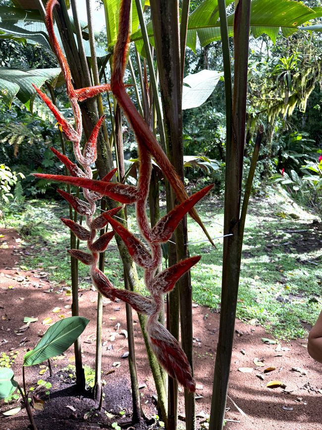 Basilisco Verde