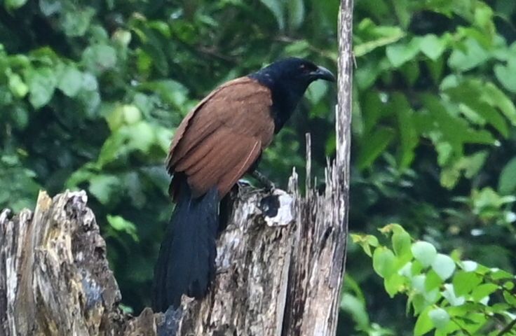 Tabin Wildlife Resort
