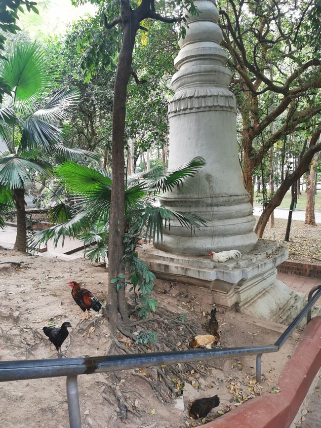 ... e nel mezzo la sacra fattoria delle galline con il gallo fiero in cima ...