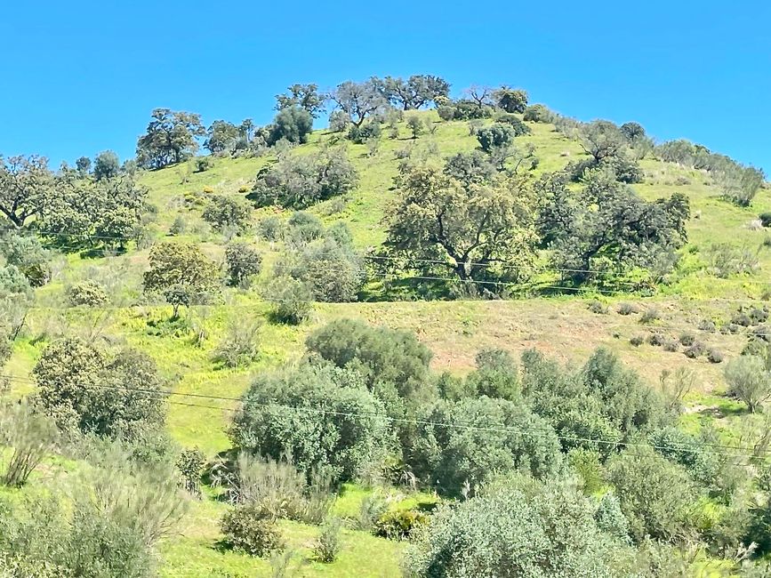 Stone and cork oaks dominate the landscape.