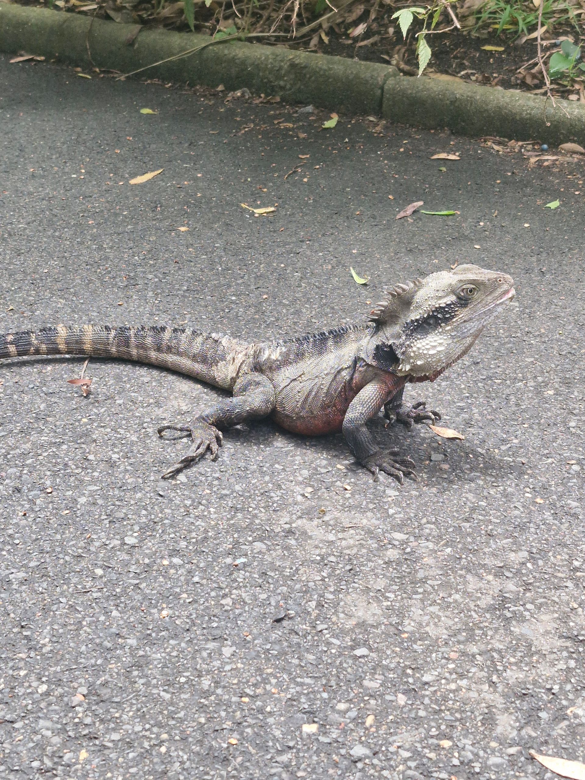 Lizard just chilling