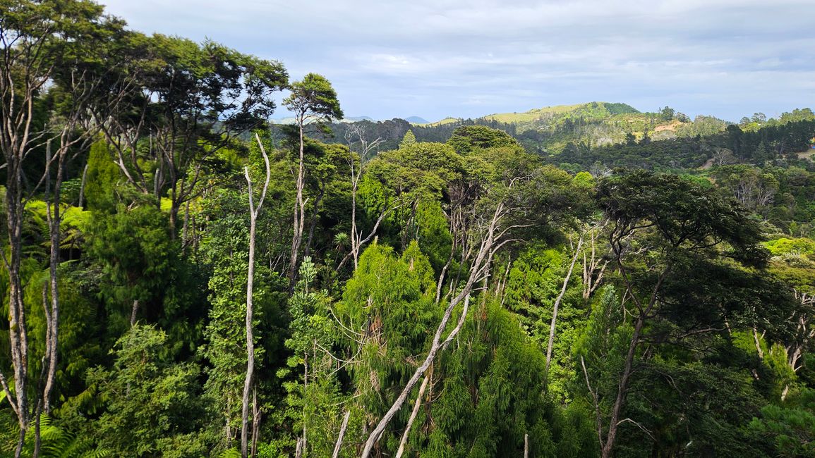 Hahei - The 309 Road - Coromandel