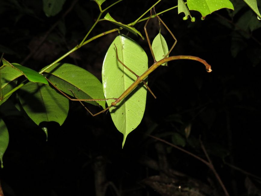 Sinharaja - l'ultima foresta pluviale dello Sri Lanka