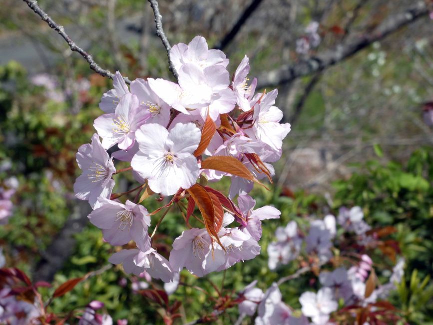 Makino Botanical Garden, Kirschblüten