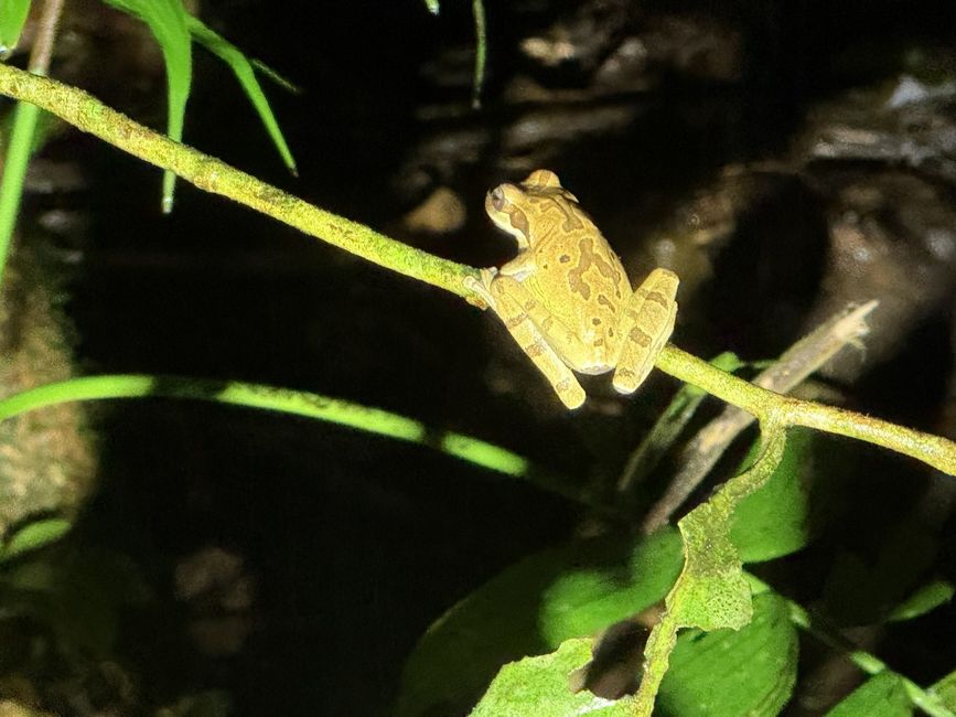 BLOG 10 La Fortuna / Región Arenal: Puentes Colgantes y Caminata Nocturna