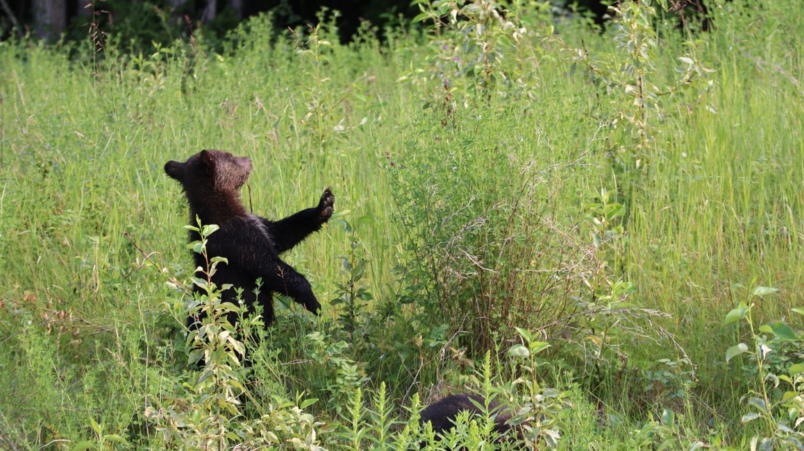 Woche 63 - Yukon bis Alaska