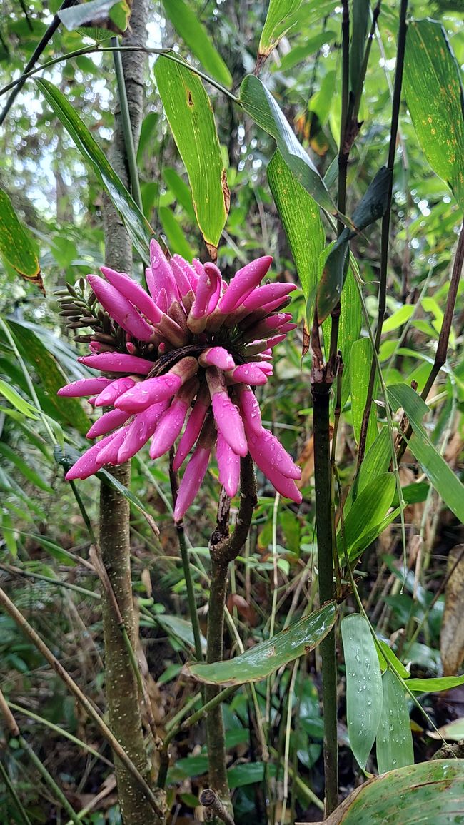 Brasil, Fortaleza Sendero del Bosque Tropical
