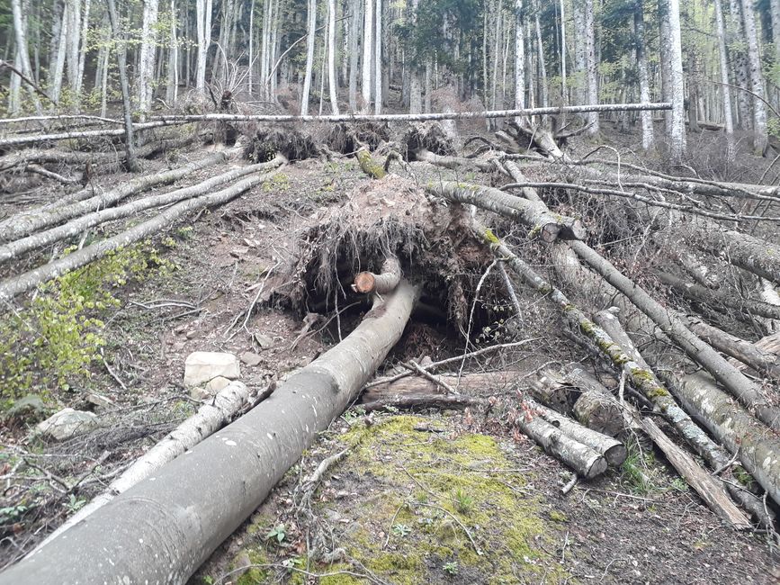 Storms have caused severe damage in the national park